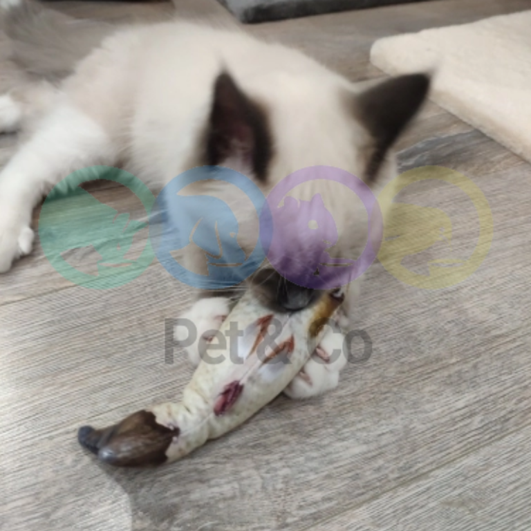 169252083_3672569956205664_3313148683186148255_n