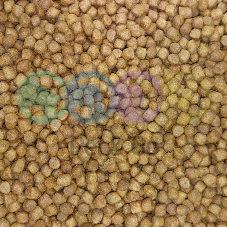 Newcatpoulet1