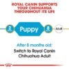 bhn-puppychihuahua-cv-eretailkit-1.jpeg