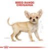 bhn-puppychihuahua-cv-eretailkit-4.jpeg