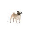pug-ad-illustr-facing-bhn17-tif.jpeg