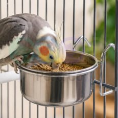 Parrot Stainless steel bowl with hook
