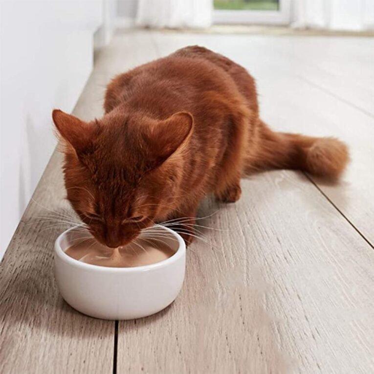 fd960748-b10c-4008-8081-4fe805a031cd-1000x1000-VRVpJyL9mj49ThzWN8ZhCXIz0oz7KxPlMbp3ez8x