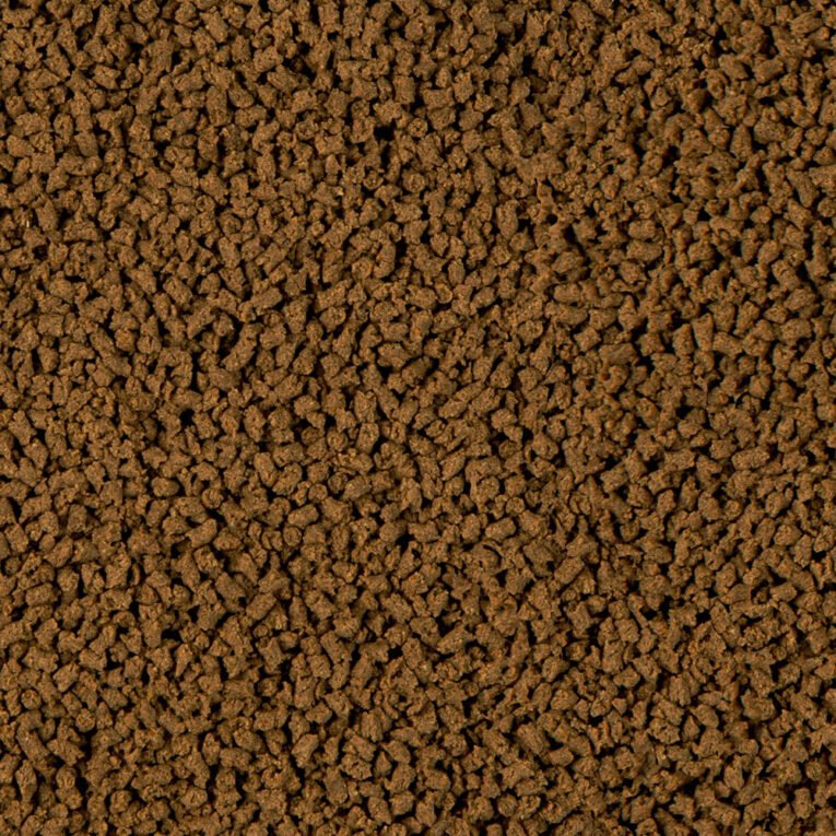 sera_Insect_Nature_Detail