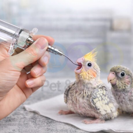 Bird Hand Rearing Syringe with Needle