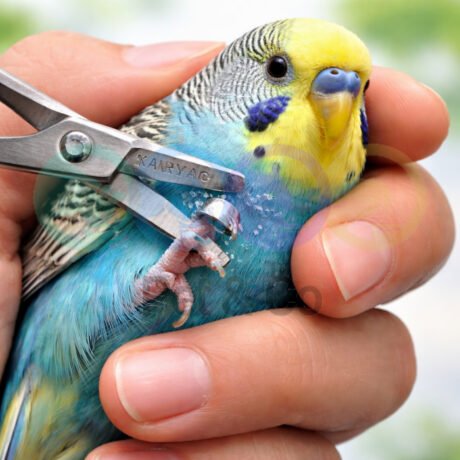 Bird Leg Ring Cutting Scissors