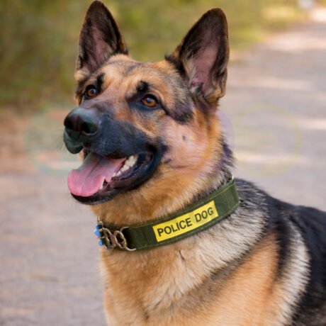 Dog Collar with reflective police dog band