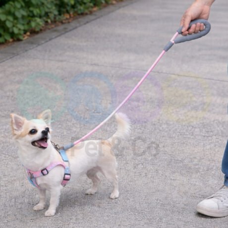 Harness & Leash Set for Small Dogs with Gradient Colors