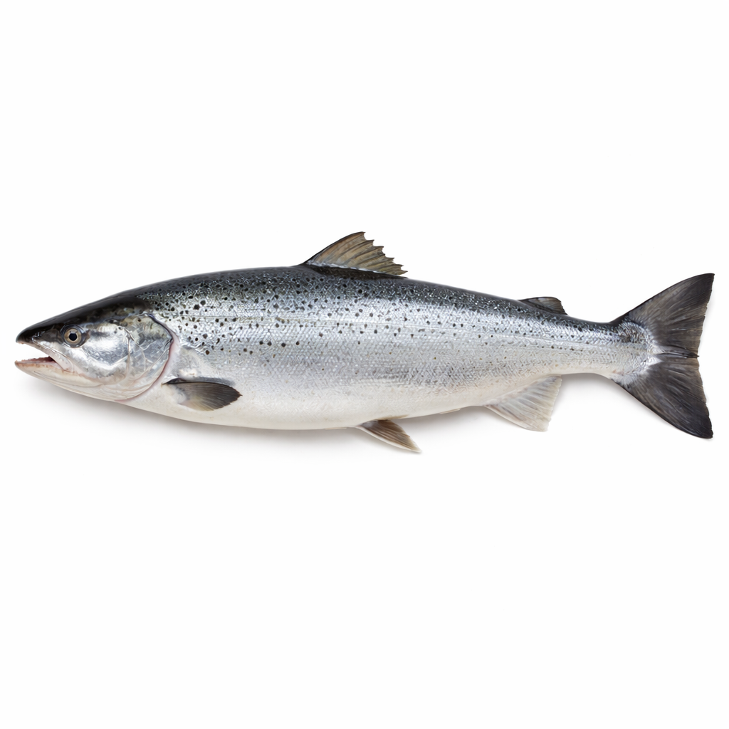 Salmon