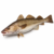 Codfish