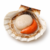 Scallop
