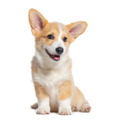 Dogs