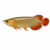 Asian Arowana
