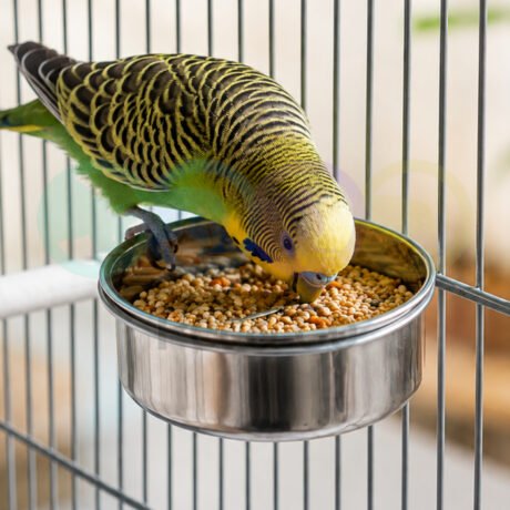 Bird Stainless steel bowl with attachment ring Vadigran
