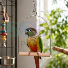 Bird Toy Swing