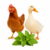 Chicken, Duck & catnip