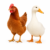 Chicken & Duck