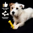 Chicken_Toy-Size3