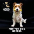 Chicken_Toy-Size4
