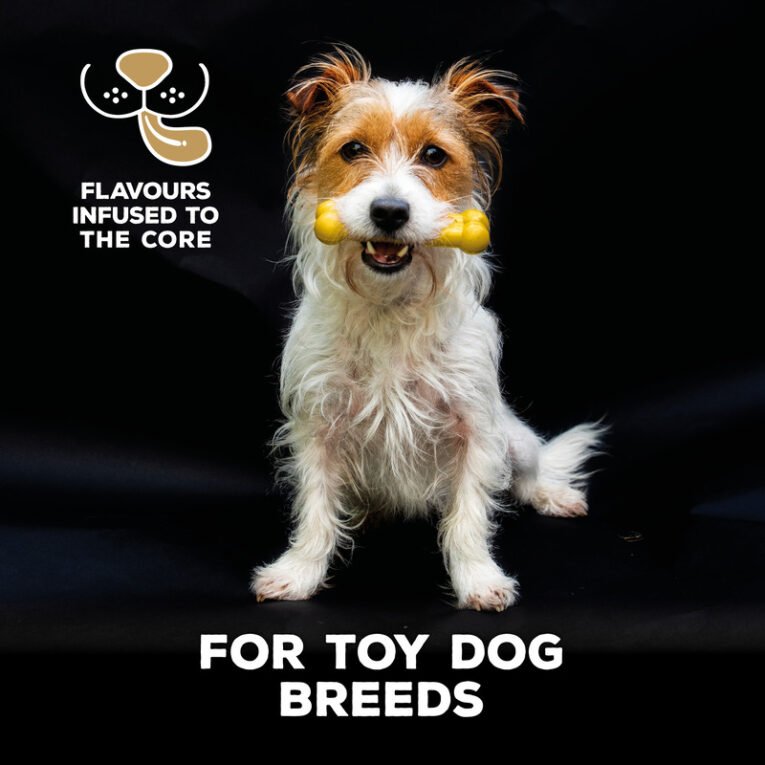 Chicken_Toy-Size4